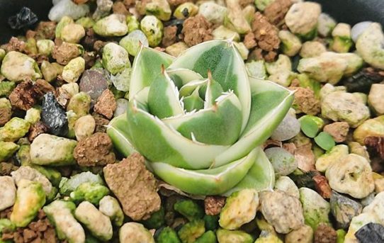 ピンキー（王妃笹の雪 A型 白覆輪斑） – ROUKA – Succulents Note