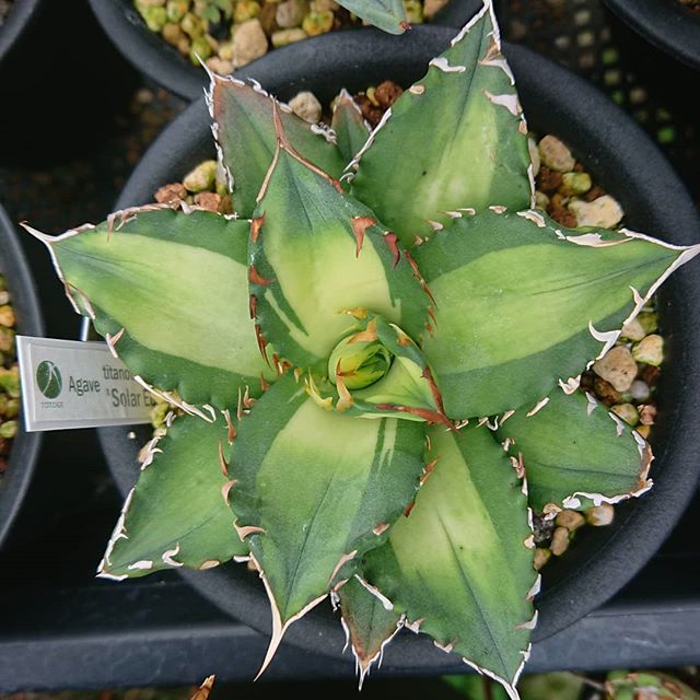 ティタノタ 'ソーラーエクリプス' – ROUKA – Succulents Note