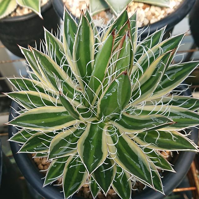 白糸の王妃錦（覆輪斑） – ROUKA – Succulents Note