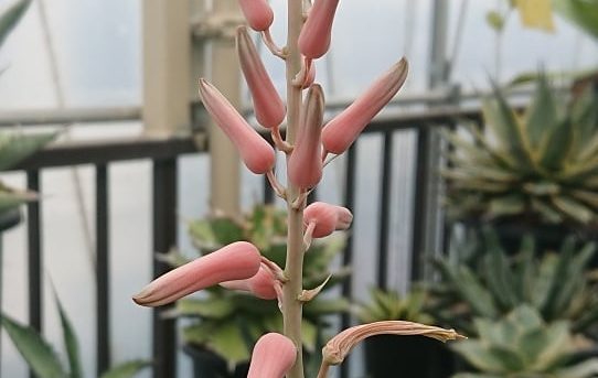 ソマリエンシス