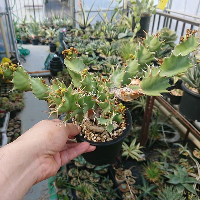 トルチラマ – ROUKA – Succulents Note