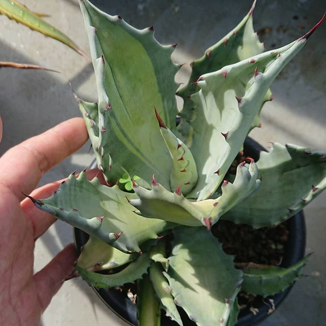 コロラータ（黄中斑） – ROUKA – Succulents Note
