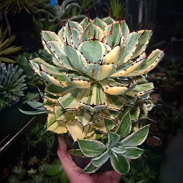 吉祥冠錦（白黄覆輪-変り斑） – ROUKA – Succulents Note